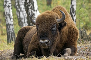 European Bison - a huge adult male bull lying down European Bison - a huge adult male bull lying down