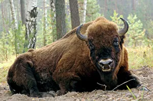 European Bison - large adult male bull lying down European Bison - large adult male bull lying down