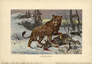 European cave lion, Panthera leo spenaea, extinct European cave lion, Panthera leo spenaea, extinct