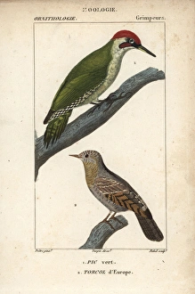 European green woodpecker, Picus viridis European green woodpecker, Picus viridis