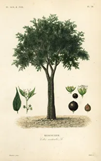 European nettle tree, Celtis australis European nettle tree, Celtis australis