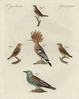 European roller, hoopoe, red crossbill European roller, hoopoe, red crossbill