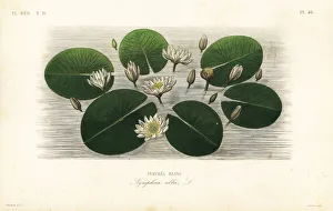 European white water lily, Nymphaea alba European white water lily, Nymphaea alba