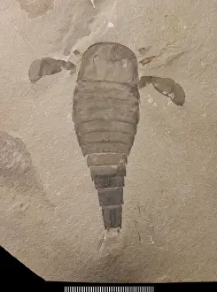 Prints of The paddles used for swimming are very conspicuous in the Silurian eurypterid Eurypterus from New York State. This individual measures 12 cm in length Crustacean Prints: Silurian Eurypterus Print: Largest Arthropod Fossil