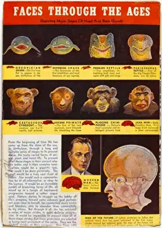 Historical Science Illustrations Prints: Evolution of Face