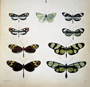 Related Prints: Mimicry in Amazon Butterflies Print, 1862