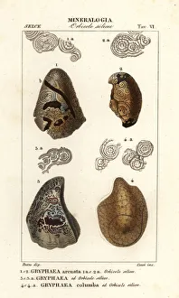 Extinct foam oysters or devil's toenails, Gyphaea species Extinct foam oysters or devil's toenails, Gyphaea species