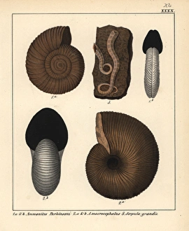 Extinct fossil gastropods: Ammonites Parkinsoni Extinct fossil gastropods: Ammonites Parkinsoni