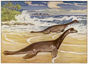 Prehistoric Sea Creatures Prints: Extinct / Plesiosaurs
