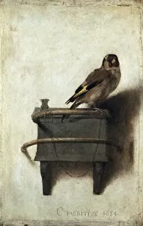 Netherlands Collection: FABRITIUS, Carel (1622-1654). The Goldfinch. ca