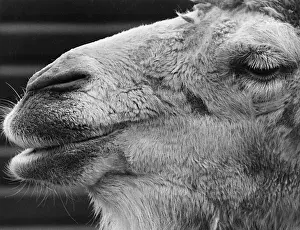 Prints of The close-up face of a very handsome camel. Date: circa 1910s Camel Prints: Early 20th Century Camel Print circa 1910s