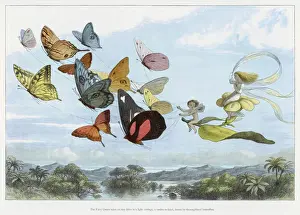 Whimsical Fairy Illustrations Prints: Fairy Queen