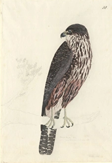 New Zealand Falcon New Zealand Falcon