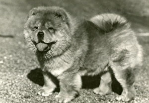 Adel Collection: FALL / CHOW CHOW / 1958