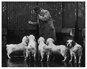 <b class=qtipBold><figcaption>Fall/Clumber Spaniel/36</figcaption></b><br>Mr Alfred Higgs, the King's Head Kennelman (since 1925) with a group of Sandringham Clumber spaniels. Owned and bred by King George V. Photographed at Sandringham.<br><em>© Mary Evans Picture Library 2015 - https://copyrighthub.org/s0/hub1/creation/maryevans/MaryEvansPictureID/10110021</em> Fall/Clumber Spaniel/36