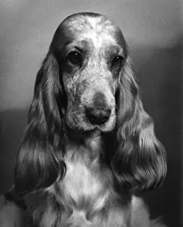 Fall Season Dogs Prints: Fall / Cocker Spaniel / 1968