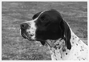 Prints of CHAMPION CHIMING BELLS CRUFTS BEST IN SHOW 1958 Owned by Mrs M Bowman Bred by Mrs W Parkinson Liver and white, sired by Ch. Herewithim Royal Flush Pointer Prints: Print of a Liver and White Pointer, Crufts Best in Show 1958