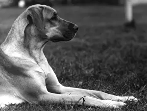 Original Print of Fall's Great Dane, 1934