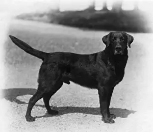 Rare Dog Breeds Pictures Prints: Fall / Labrador / 1924