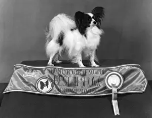 Fall Dog Show Winner Prints: Fall / Papillon / 1977