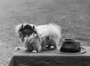 Vintage Dog Breeds Prints: Fall / Pekingese / 1949