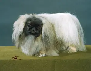 Pekingese Dog Breed Prints: Fall / Pekingese / 1990