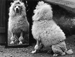 Dog Prints: Champion Nunsoe the Florin Poodle Print 1936