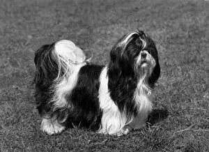 Cathay Collection: FALL / SHIH TZU / 1966