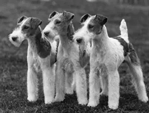 Wire Fox Terrier Print, 1937