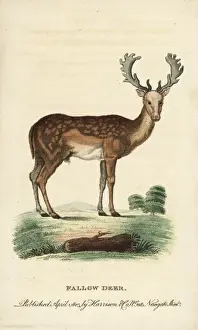 Naturalists Pocket Magazine Prints: Fallow deer, Dama dama