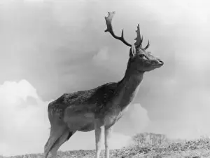 Male Fallow Deer Portrait Prints: Fallow Deer Stag