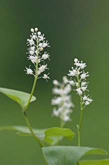False lily of the valley - May lily - flowering False lily of the valley - May lily - flowering