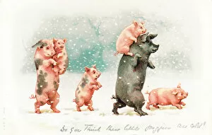 Postcard Collection: Family of pigs in the snow on a Christmas postcard