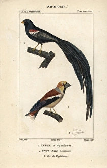 Fan-tailed widowbird, Euplectes axillaris Fan-tailed widowbird, Euplectes axillaris