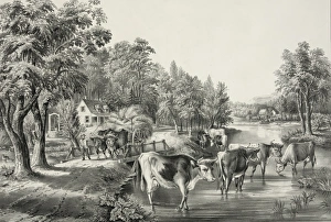 Farm life in summer: The cooling stream Farm life in summer: The cooling stream