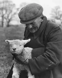 Devon Farmer Tickling a Lamb Print