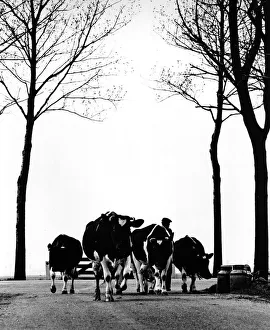 Farmer leads his cows down a country road Farmer leads his cows down a country road