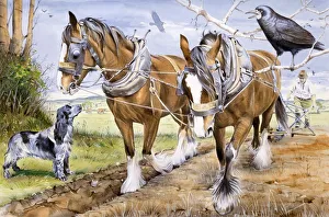Farmer and team of working horses plough a field Farmer and team of working horses plough a field