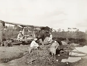 Farmers and an ox driven water wheel or sakkieh, Egypt Farmers and an ox driven water wheel or sakkieh, Egypt