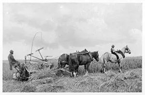 Harvest Season Images Prints: Farming / Reaping 1899