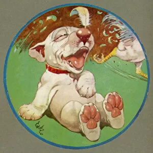 Dogs Collection: A Feathered Bonzo - cover of the Third Studdy Dogs Portfolio