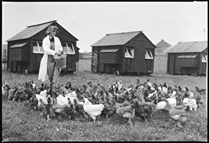 Feeding Hens Print: Early 20th Century Farm Scene