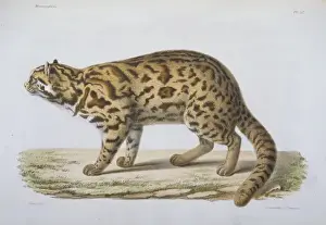 Leopard Cat Prints: Felis scripta Print, 1868-74