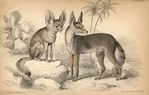 Prints of Fennec fox, Vulpes zerda. Handcolored engraving on steel by William Lizars from a drawing by Colonel Charles Hamilton Smith from Sir William Jardines Naturalists Library: Dogs published by W. H Fennec Fox Prints: Fennec Fox Print, Handcolored Engraving, 1839