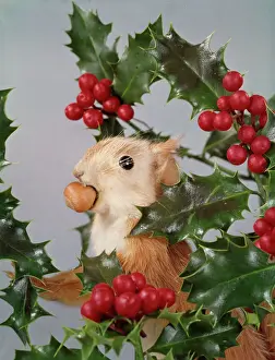 Prints of Oh what an enormous nut for such a small squirrel. Festive tableau with nut munching stuffed red squirrel nestling amongst the holly berries Sciuridae Prints: Festive Red Squirrel Print