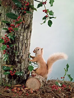 Nutty shop squirrel railway