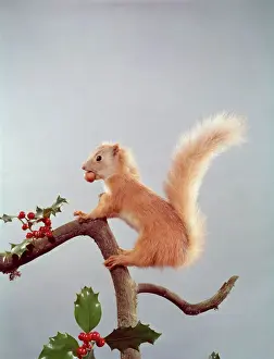 Prints of Festive tableau with nut munching stuffed red squirrel posed on a branch decorated with holly berries Sciuridae Prints: Festive Nutty Squirrel Print: Red Squirrel on Holly Branch
