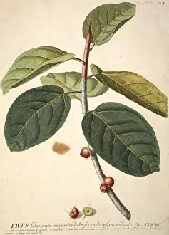 Moraceae Family Plants Prints: Ficus bengalensis, banyan tree
