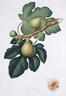 Ficus carica, Fig Print from Pomona Italiana Vol 1 (1817)