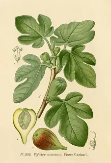 Common Fig Tree Prints: Ficus (Fig)